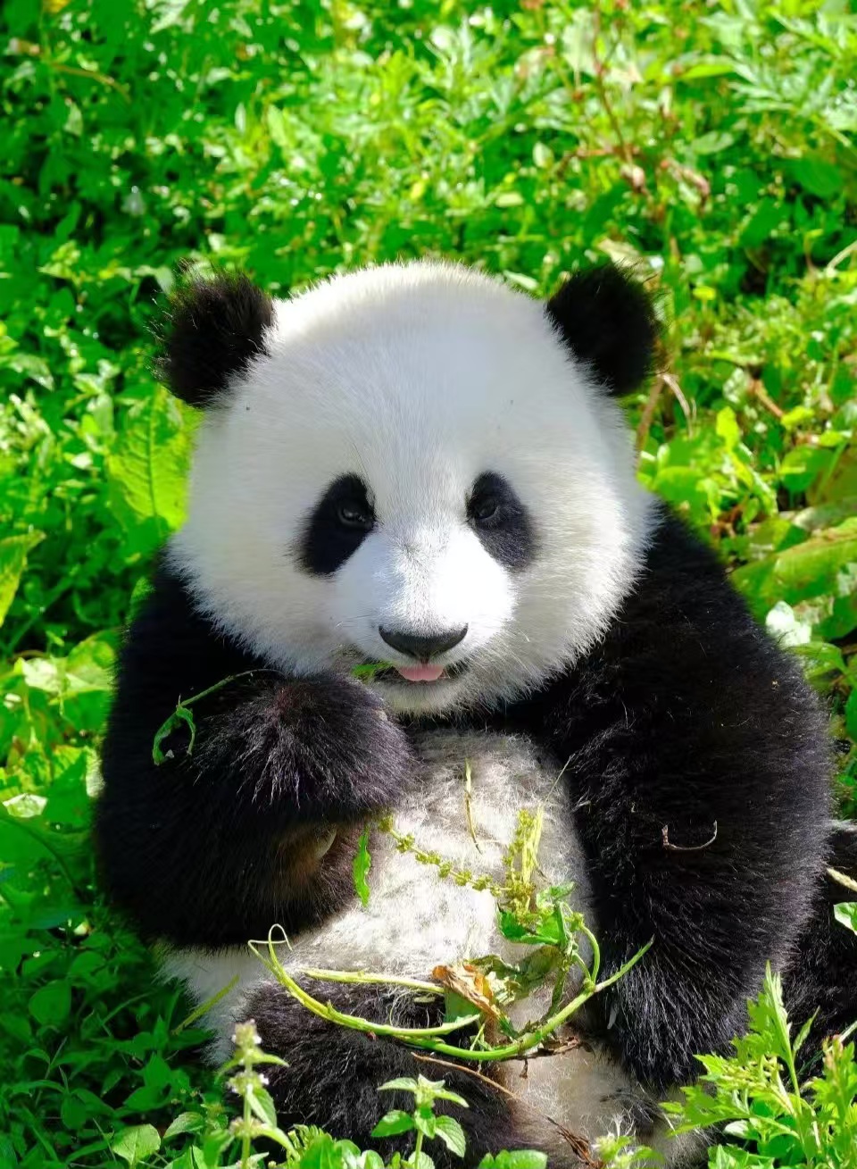 Panda Park: A Playful Adventure 🐼🎉